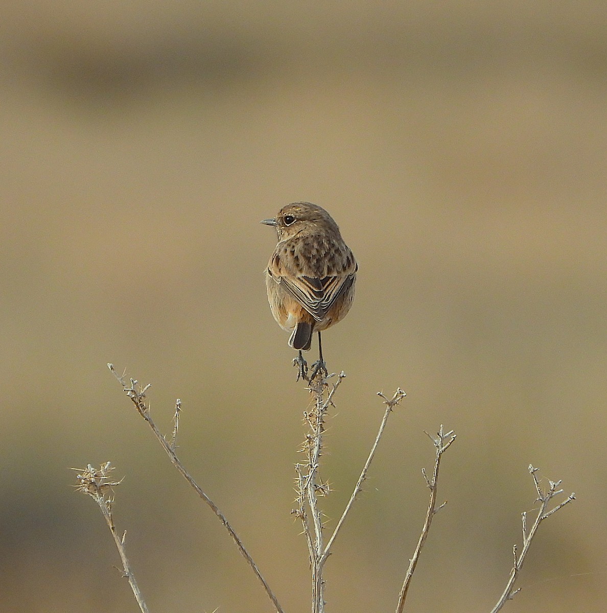 European Stonechat - ML645805229