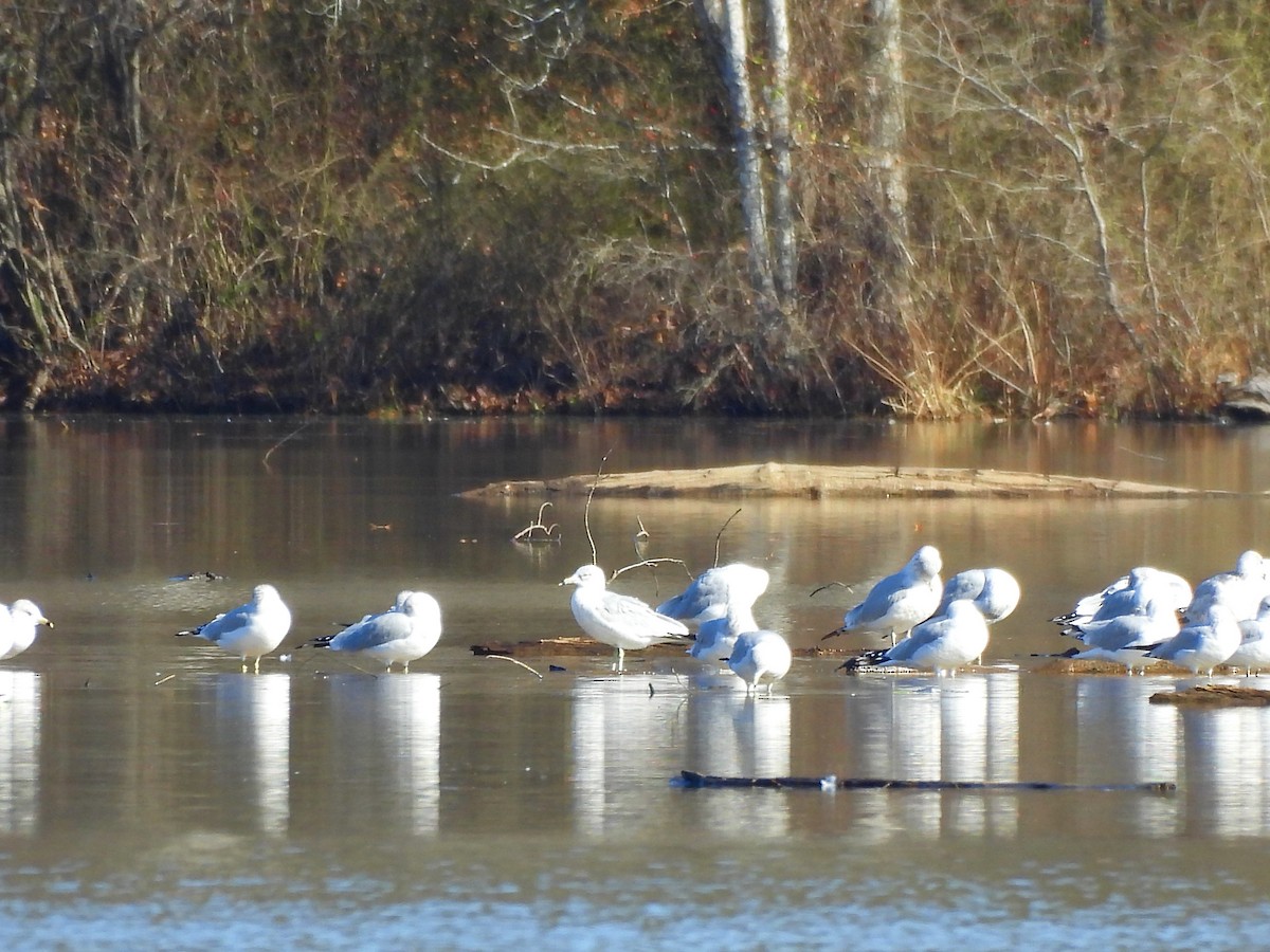 Goéland à bec cerclé - ML645805230