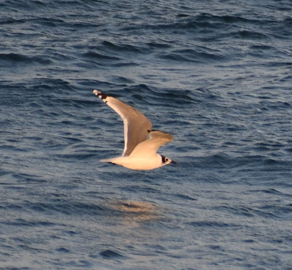 Gabbiano di Franklin - ML645805233