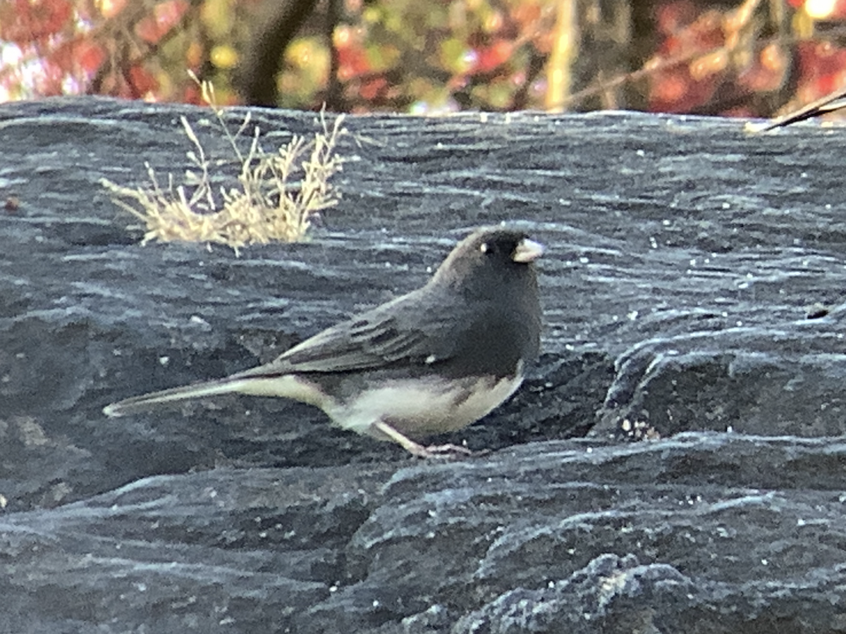 Dark-eyed Junco - ML645805235