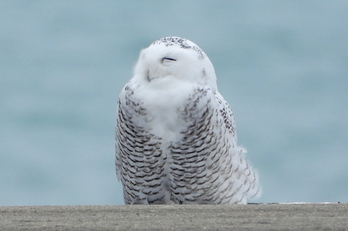 Snowy Owl - ML645805249
