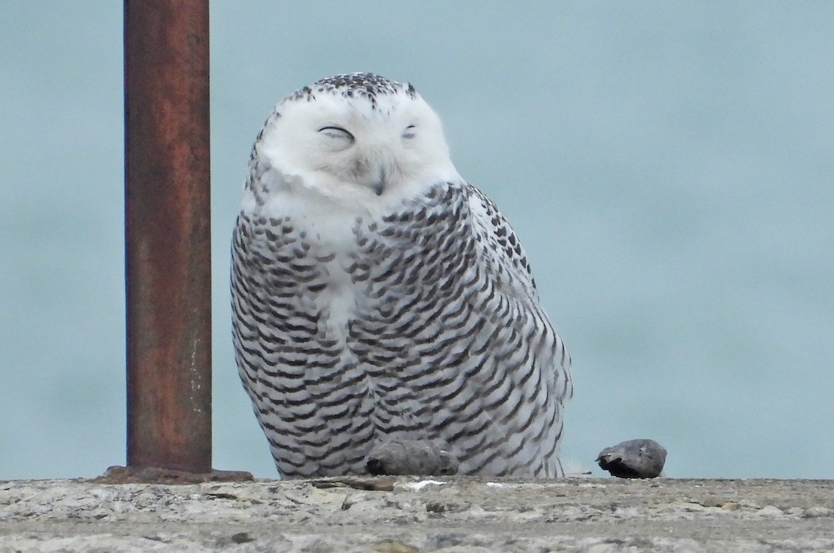 Snowy Owl - ML645805250