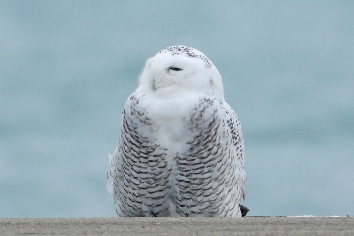 Snowy Owl - ML645805251