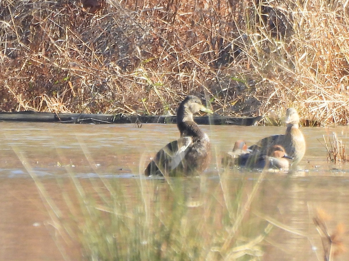 Canard noir - ML645805252