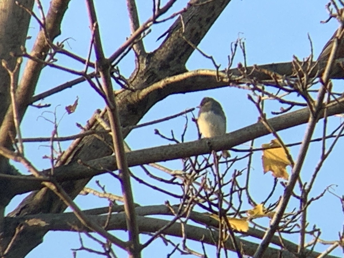 Dark-eyed Junco - ML645805254