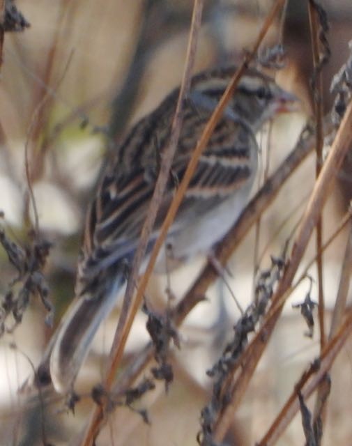 Chipping Sparrow - ML645805269