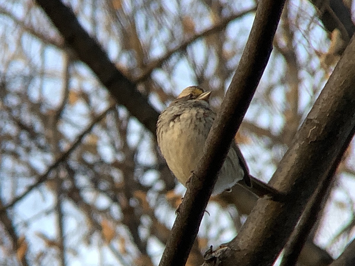 White-throated Sparrow - ML645805275