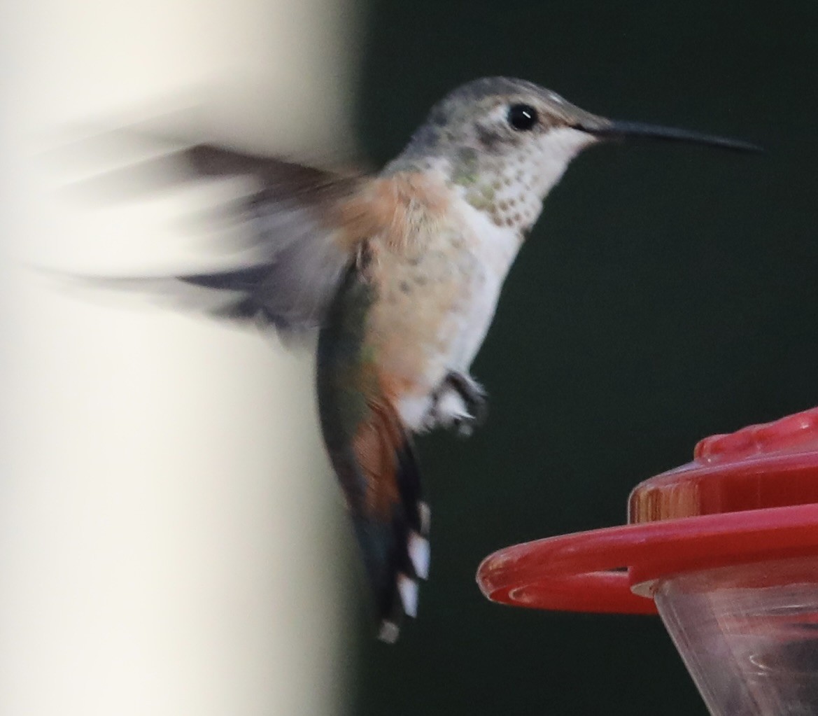 Rufous/Allen's Hummingbird - ML645805280
