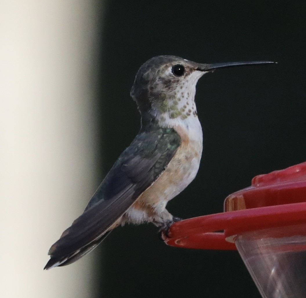 Rufous/Allen's Hummingbird - ML645805281