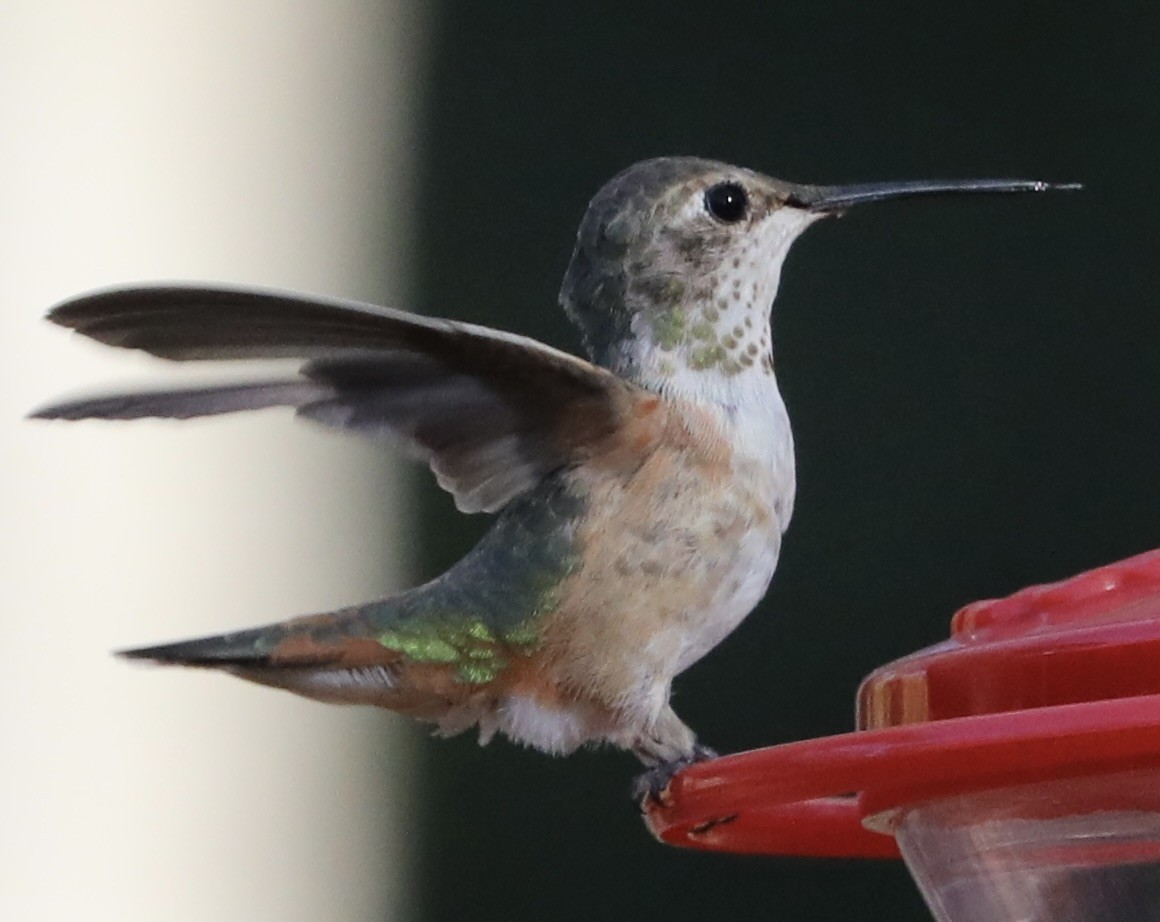 Rufous/Allen's Hummingbird - ML645805282