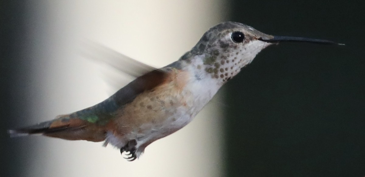 Rufous/Allen's Hummingbird - ML645805283