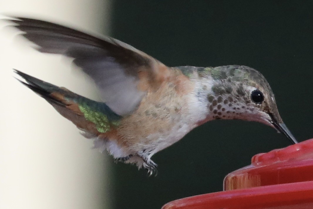 Rufous/Allen's Hummingbird - ML645805284