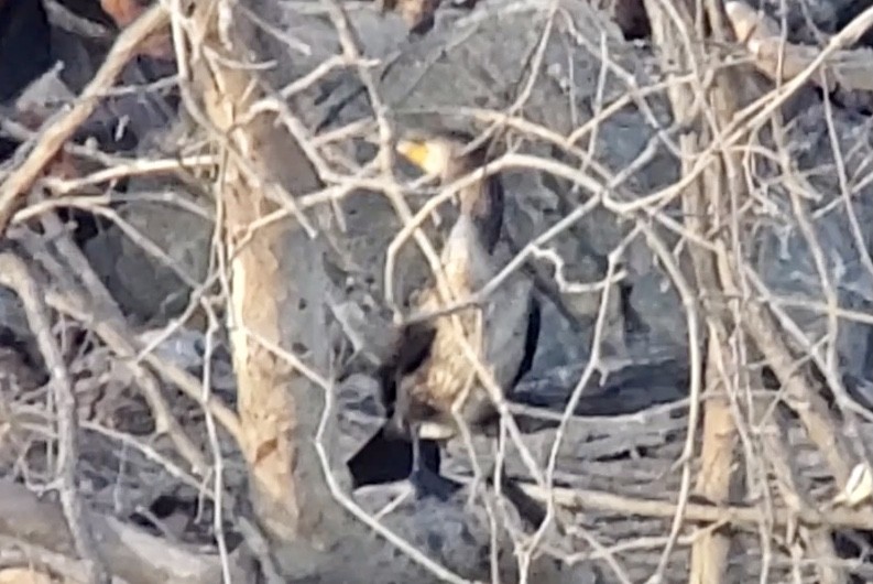 kormorán velký - ML645805291