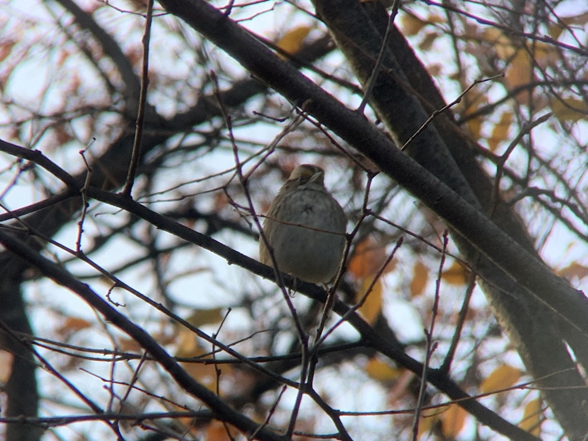 White-throated Sparrow - ML645805294