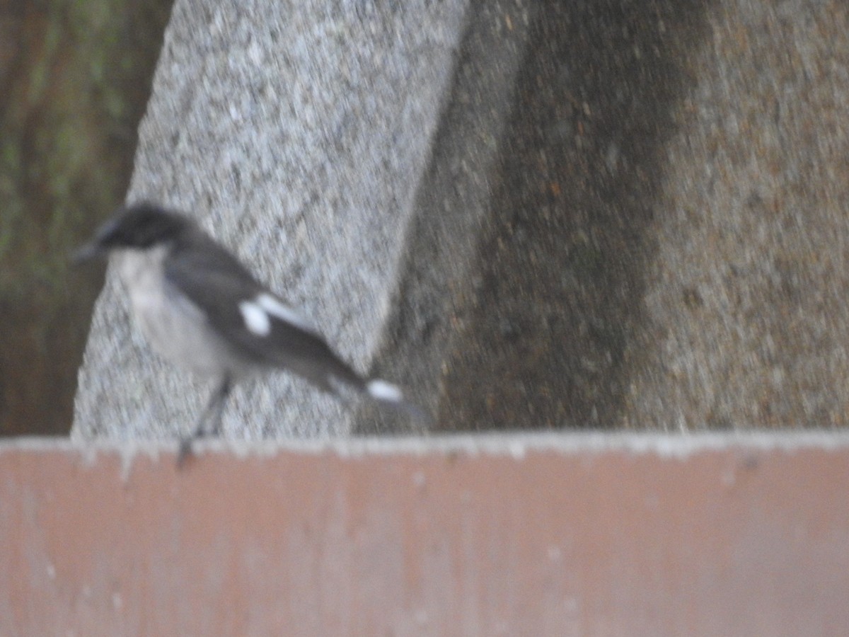 Fiscal Flycatcher - ML645805296