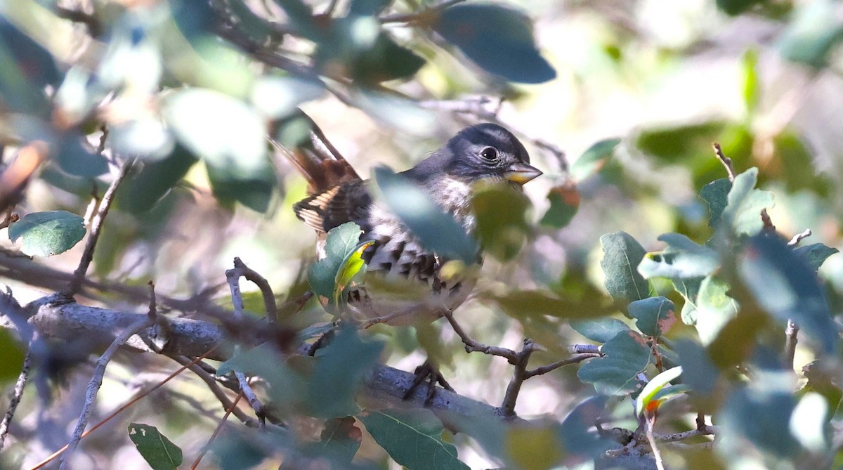 Fox Sparrow (Slate-colored) - ML645805302