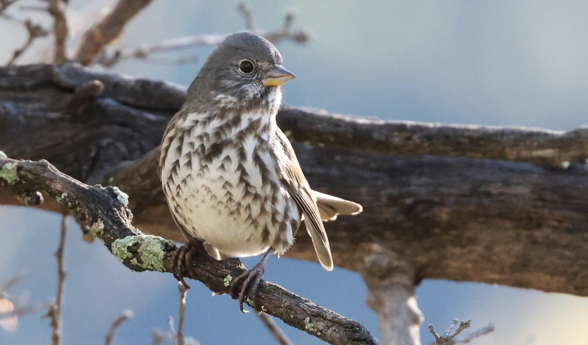 Fox Sparrow (Slate-colored) - ML645805303