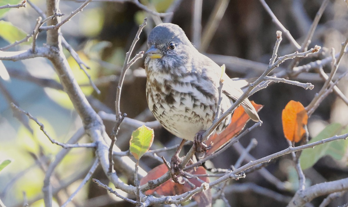 Fox Sparrow (Slate-colored) - ML645805304
