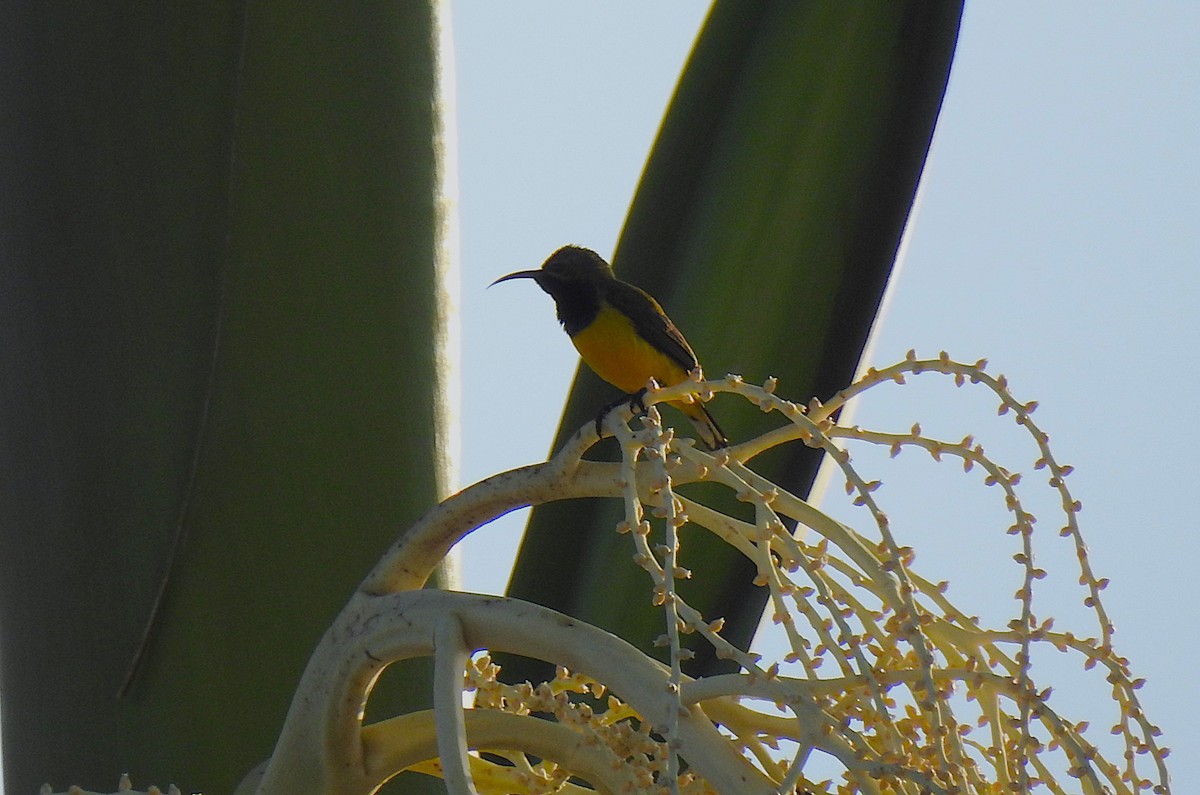 Sahul Sunbird - ML645805310