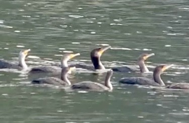 kormorán velký - ML645805311