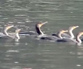 kormorán velký - ML645805312