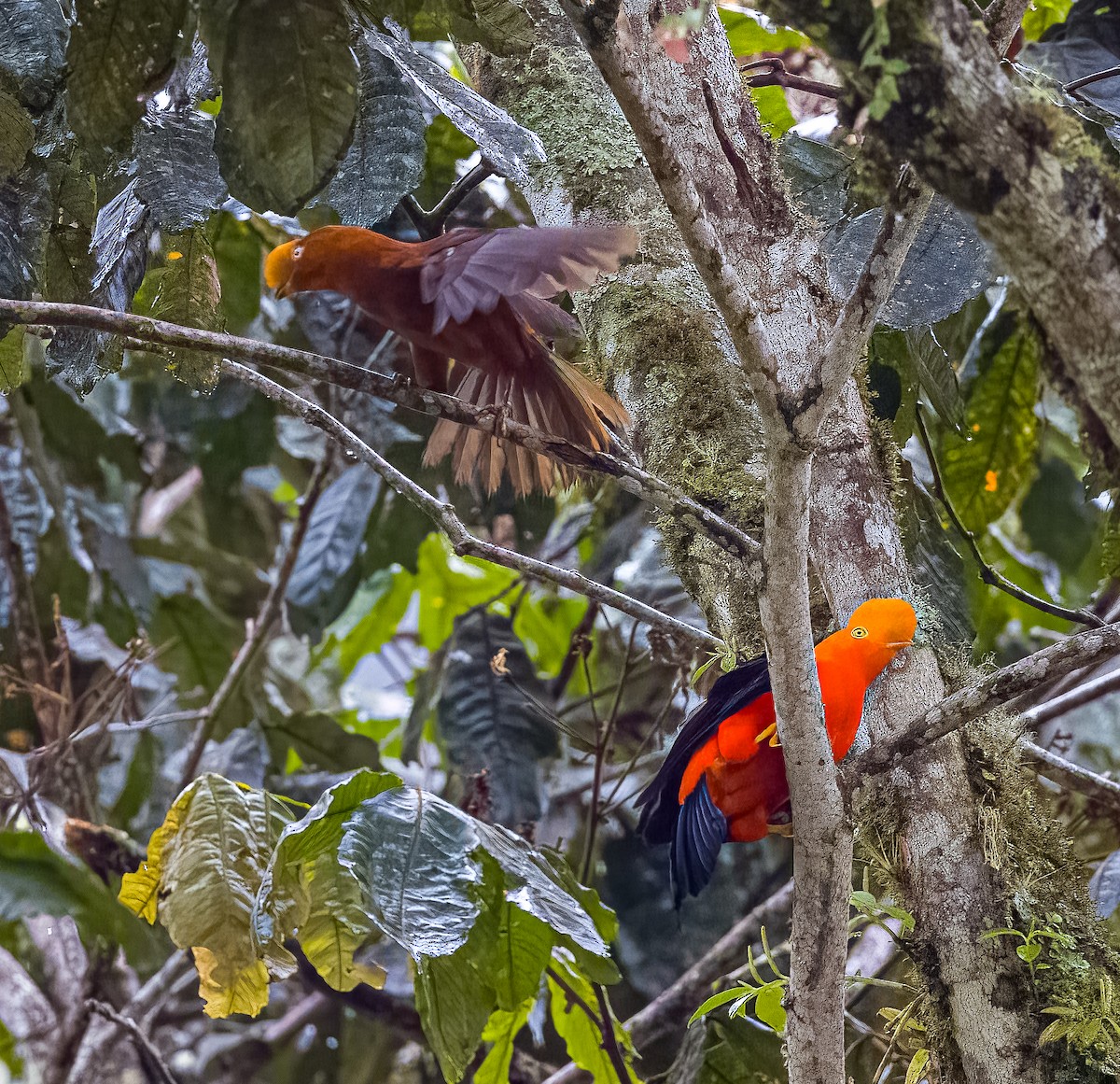 Andean Cock-of-the-rock - ML645805314
