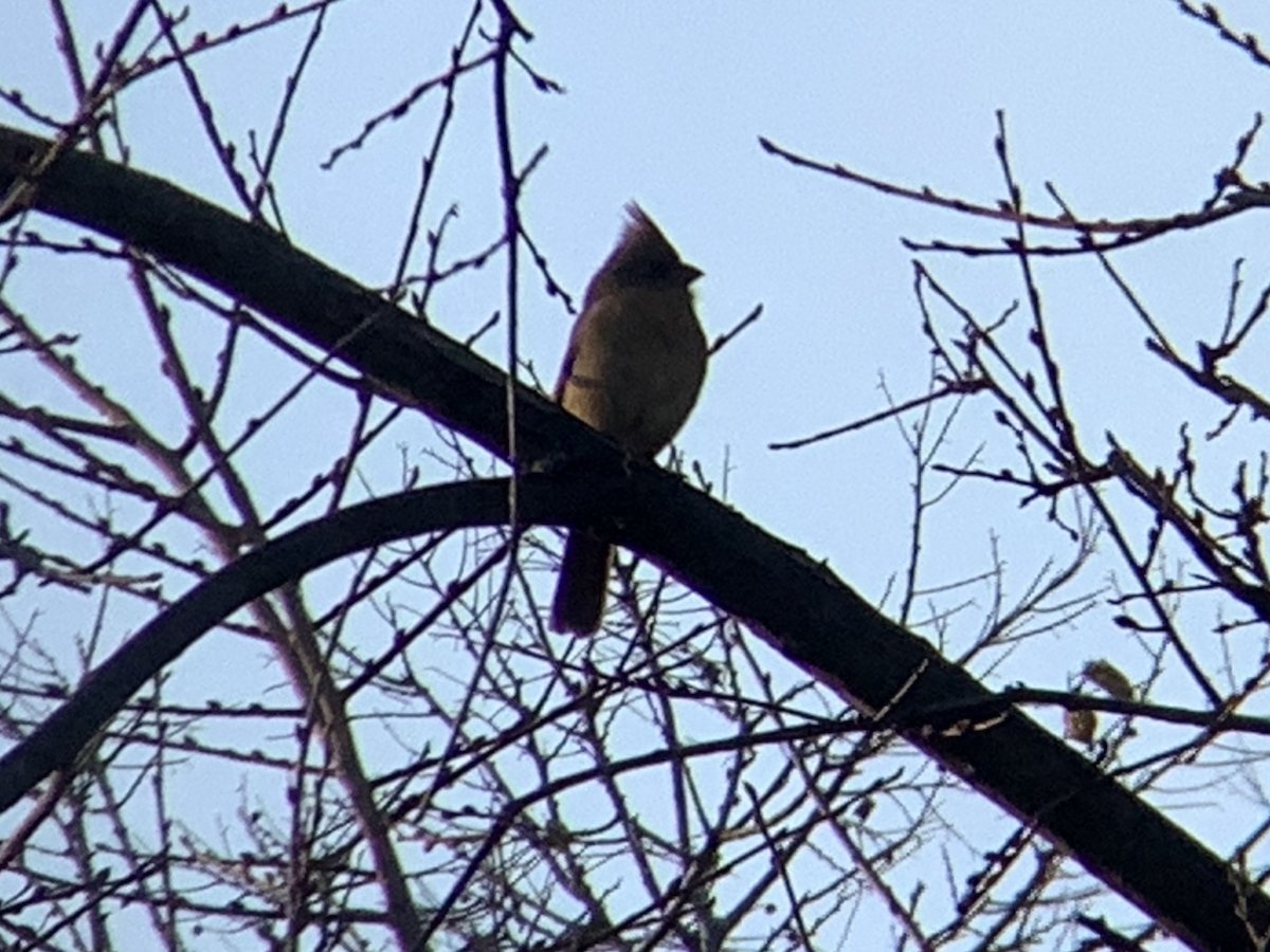Northern Cardinal - ML645805315