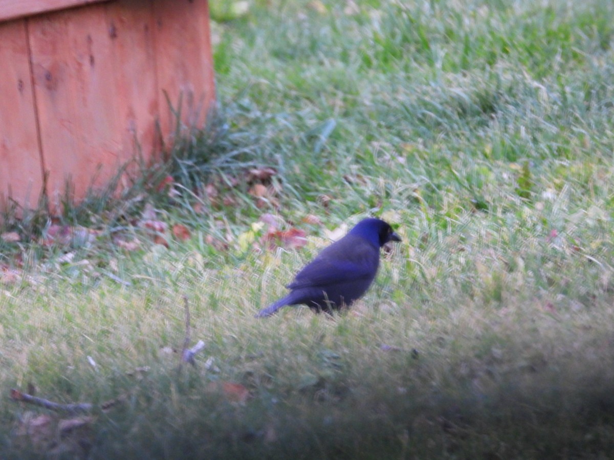 Common Grackle - ML645805319