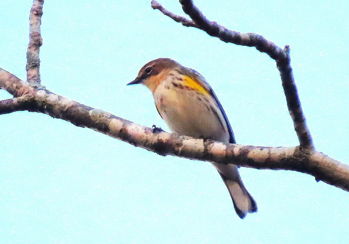 Yellow-rumped Warbler - ML645805320
