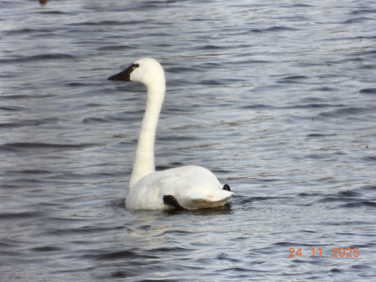 Tundra Swan - ML645805322