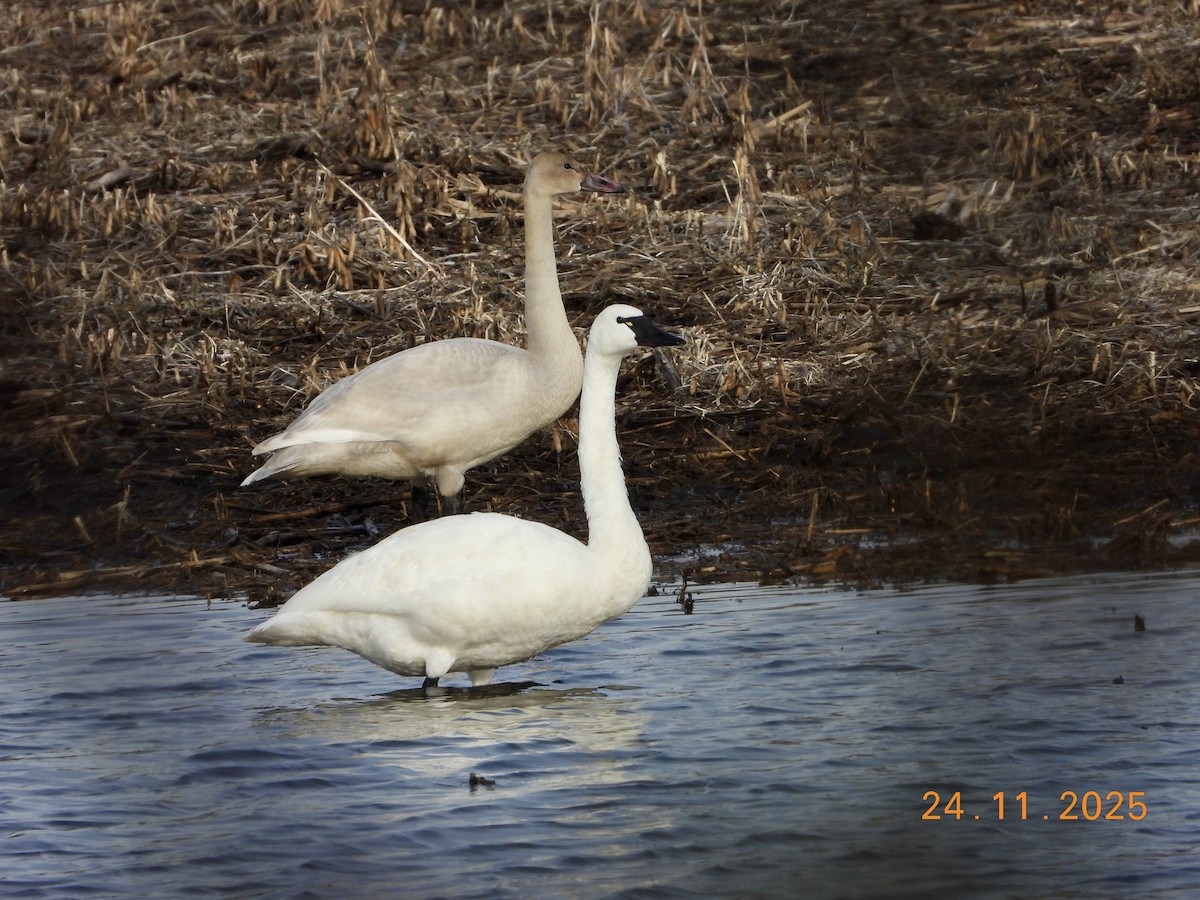 Tundra Swan - ML645805324