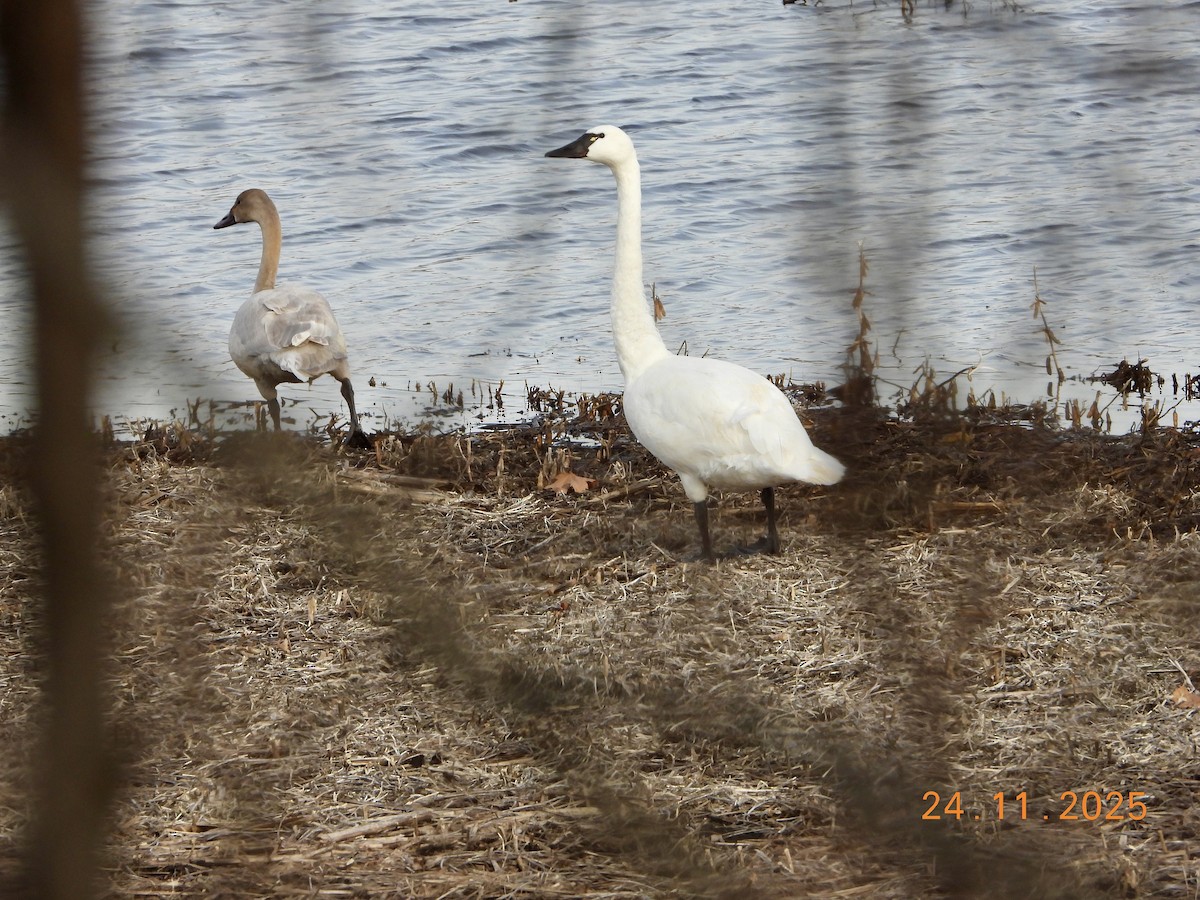 Tundra Swan - ML645805325