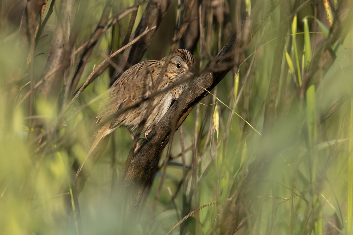 strnadec pruhohlavý - ML645805326