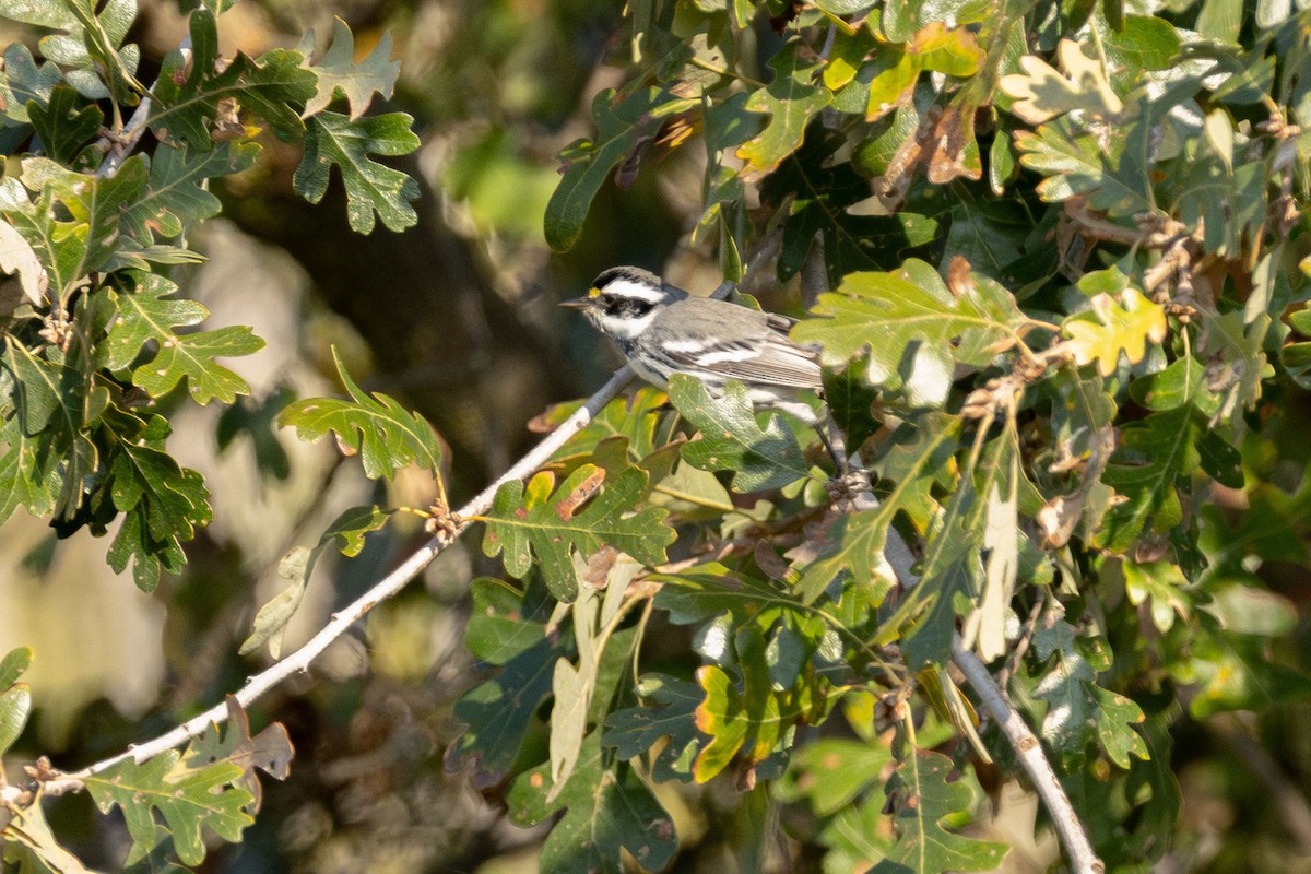Black-throated Gray Warbler - ML645805344