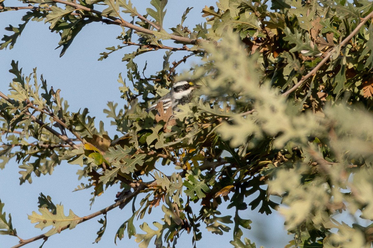 Black-throated Gray Warbler - ML645805347
