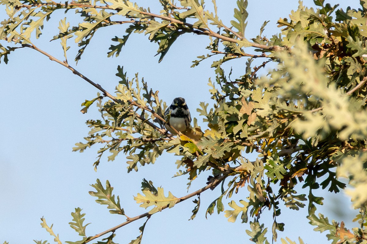 Black-throated Gray Warbler - ML645805351