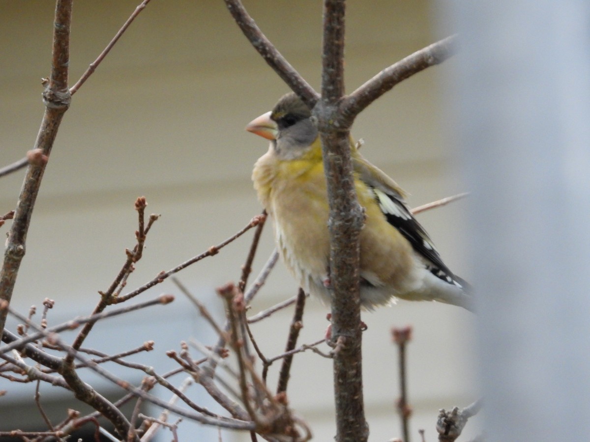 Evening Grosbeak - ML645805354