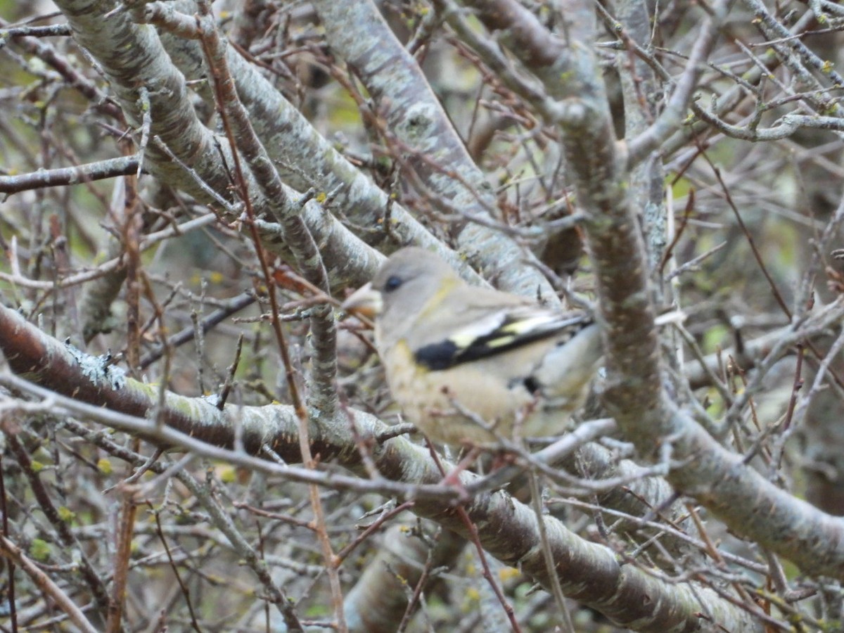 Evening Grosbeak - ML645805355