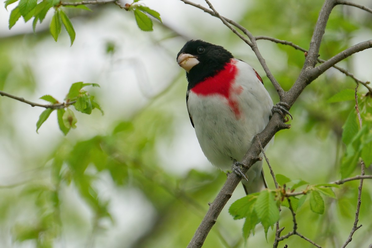 גבתאי ורוד-חזה - ML645805359
