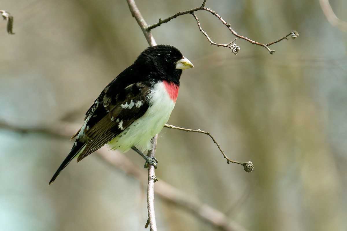 גבתאי ורוד-חזה - ML645805360