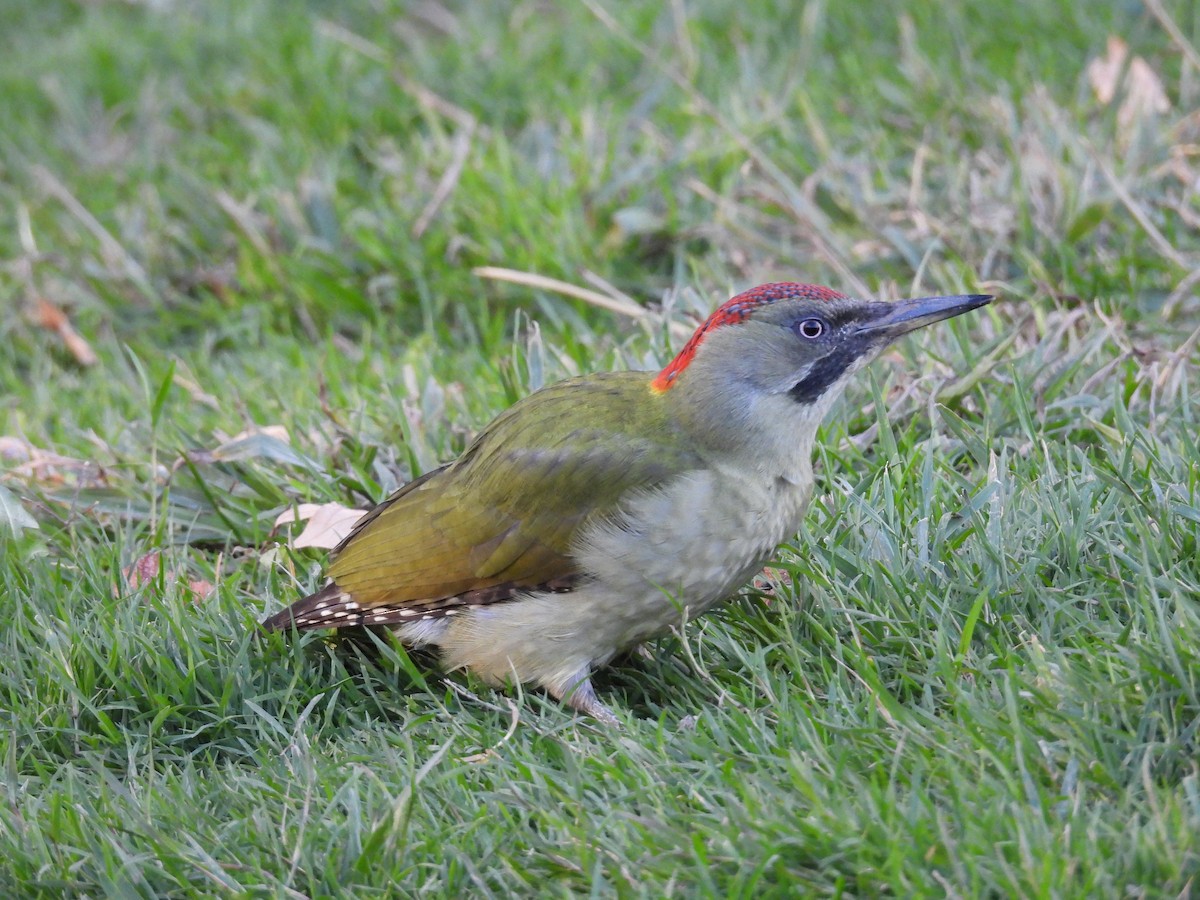 Iberian Green Woodpecker - ML645805361