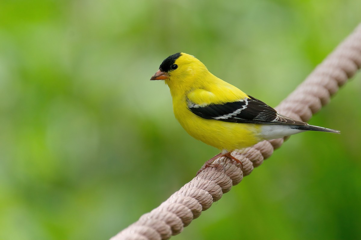 American Goldfinch - ML645805372