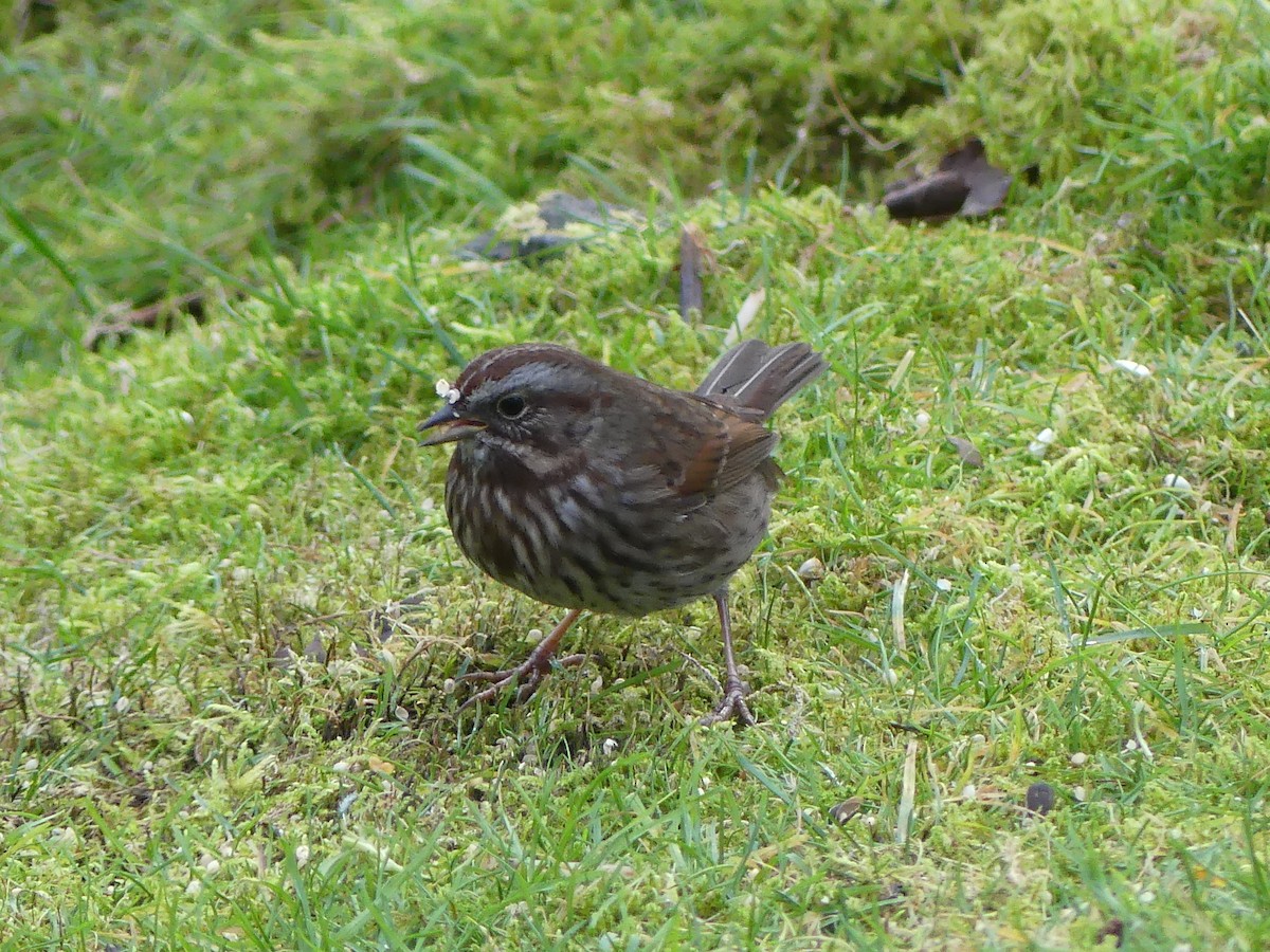 Song Sparrow - ML645805373