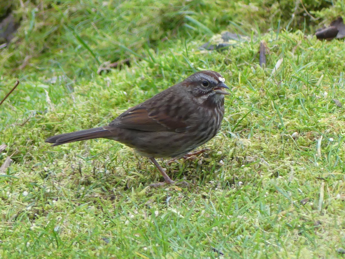 Song Sparrow - ML645805378