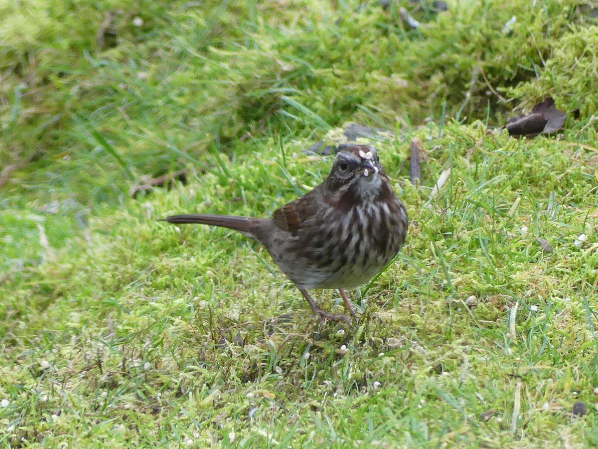 Song Sparrow - ML645805381