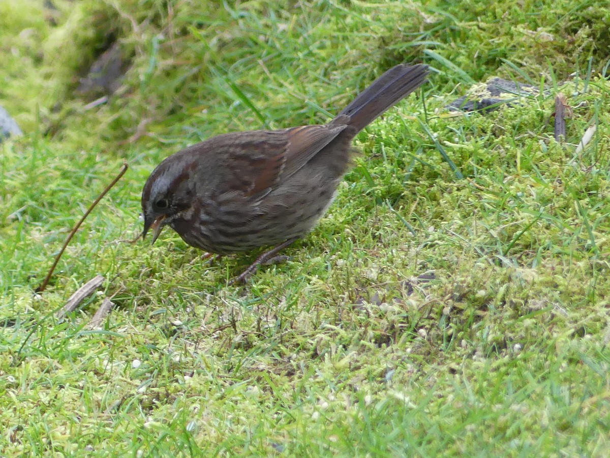 Song Sparrow - ML645805382