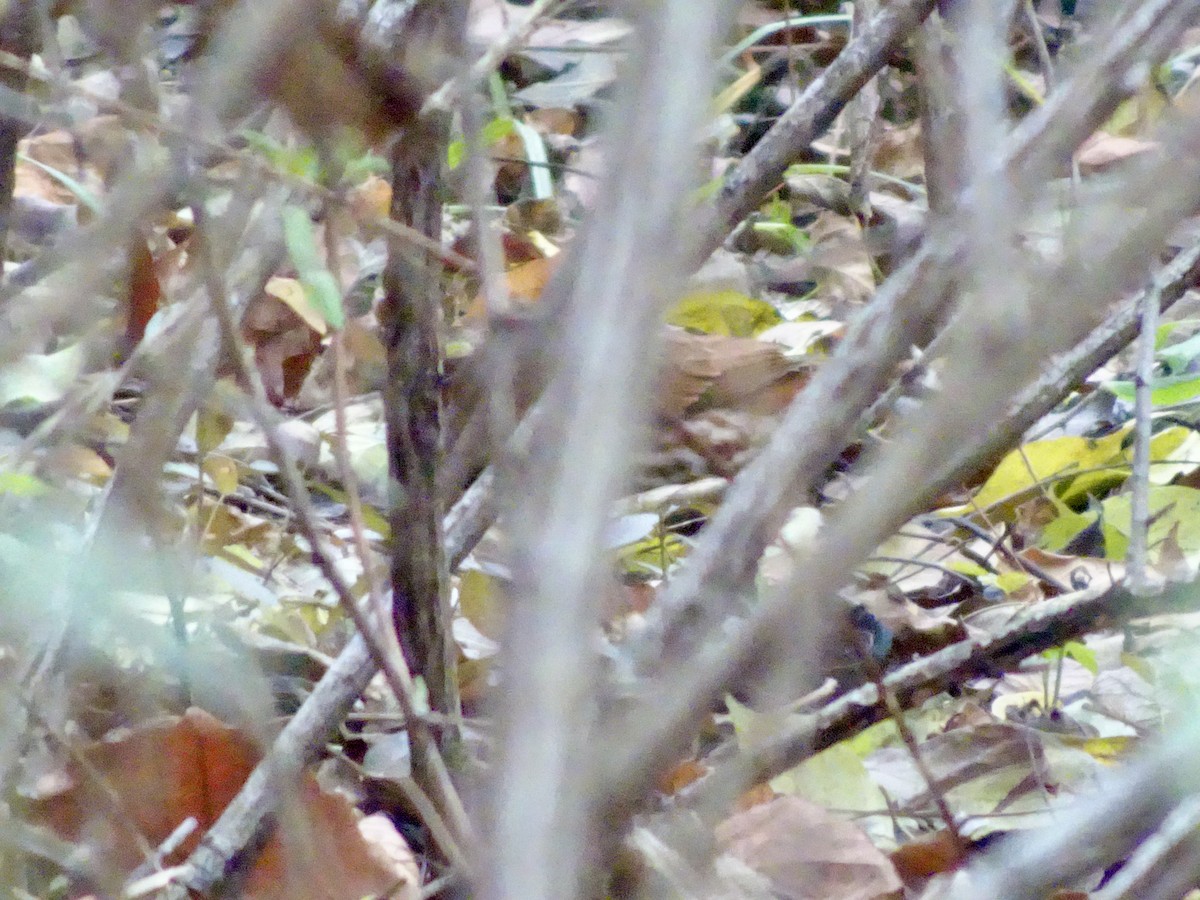 Fox Sparrow - ML645805388