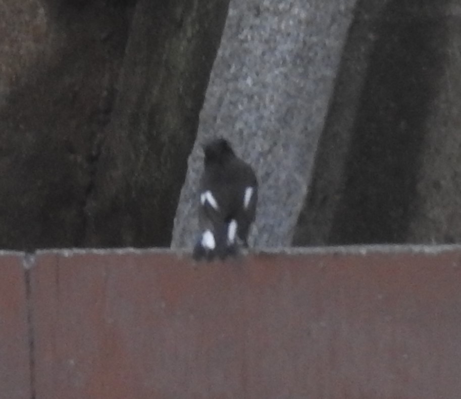 Fiscal Flycatcher - ML645805389