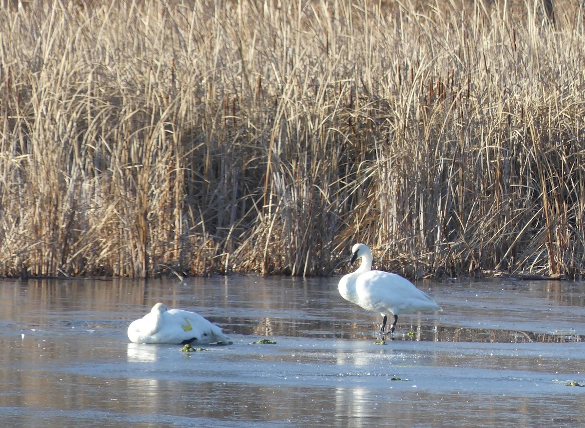 Trumpeter Swan - ML645805393