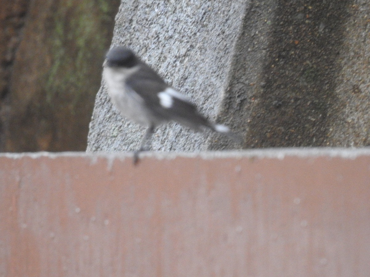 Fiscal Flycatcher - ML645805395